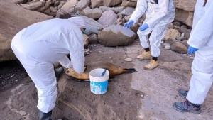 Video: playas cerradas, lobos marinos muertos y preocupación por la gripe aviar en Río Negro