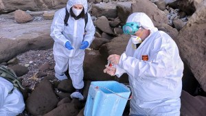 La gripe aviar que afecta a los lobos marinos  se extiende por toda la costa Atlántica