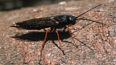 El novedoso mapa con el que Neuquén busca ganarle a una avispa que barre con los pinos. Foto: Sirex Hembra. 
