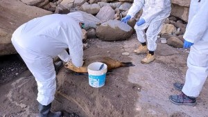 Gripe aviar en lobos marinos: la situación de cara a la temporada de verano en Río Negro
