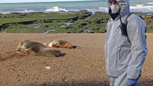Brote de gripe aviar en lobos marinos: restringen el acceso vehicular desde El Cóndor a Bahía Creek
