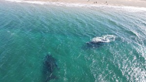 Video | Puerto Madryn, un verdadero safari marino: cuánto sale una escapada en primavera