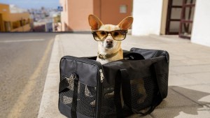 Viajar con animales: qué tener en cuenta para unas vacaciones «Pet Friendly»