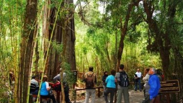 Hay árboles protagonistas para el turismo durante todo el año. Sus troncos, ramas, hojas, flores y frutos cuentan historias que inspiran.