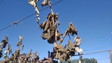 Inclemencias. Son cada vez más frecuentes las heladas primaverales en fechas extremas.