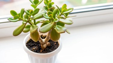 El árbol de Jade es considerada una planta de buena suerte y atracción de energía.-