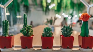 Si querés mejorar la energía en tu hogar, estas son las plantas que te pueden ayudar
