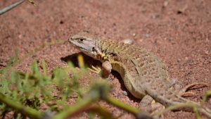 Cómo es la lagartija única en el mundo que encontraron en Vaca Muerta