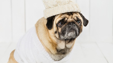 Existen varias razones por las que las personas tratan a las mascotas como hijos.  Imagen de Freepik.