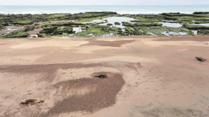 En Río Negro más playas cerradas por el brote de gripe aviar en lobos marinos