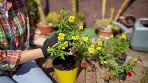 ¡Pura belleza! Cinco tipos de flores que llenarán de color tu jardín en primavera