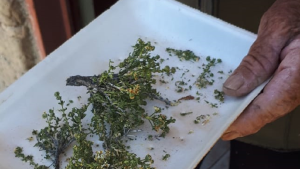 Cómo se eligen y usan las plantas medicinales en Patagonia