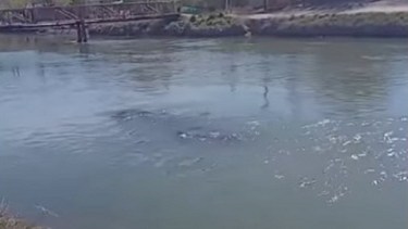 Esta tarde el vehículo aún continuaba en el agua. Foto: Gentileza.