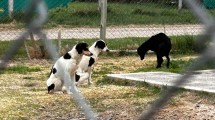 Imagen de Otro caso de maltrato: salvaron a más de 10 perros en una vivienda de Roca