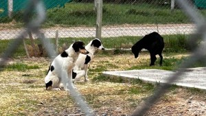 Otro caso de maltrato: salvaron a más de 10 perros en una vivienda de Roca