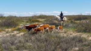 Uniformados de la Brigada Montada recuperaron seis vacas robadas de un campo en Roca
