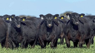 La Nacional Patagónica de Angus tendrá su décima edición en el marco de la Expo de Choele Choel.