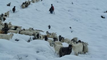 La nieve afecta a los crianceros del norte neuquino. Algunos reportaron mortandad de animales. Foto: Gentileza Facebook Martín Muñoz. 