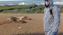 Imagen de Gripe aviar en lobos marinos: recomiendan que no haya actos masivos en las playas rionegrinas