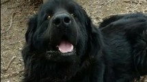 Imagen de Marcharán por el perro Byron en Roca tras confirmarse la absolución del joven acusado de matarlo