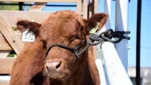 Productores de Neuquén y Río Negro con gran expectativa llegan a la Expo Rural Ganadera en Paso Córdoba, Roca
