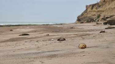 Según los números del comité de crisis se registraron hasta el momento 935 muertes de lobos marinos. Foto: gentileza SAyCC.