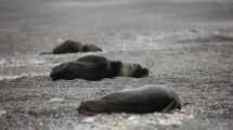 Imagen de Río Negro: verano de playas abiertas pero con cuidados por la gripe aviar
