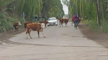 Imagen de Insólito: varias vacas «cortaron» el tránsito en Cipolletti y despertaron el enojo de automovilistas
