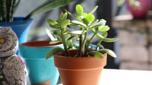 Feng Shui: Cómo activar tu árbol de jade, para atraer la abundancia