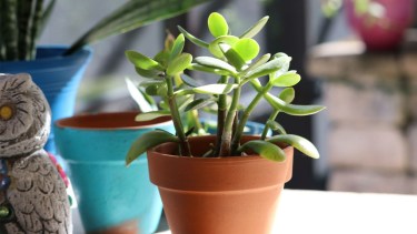 El árbol de jade es considerado un arbusto que trae abundancia para el hogar.-
