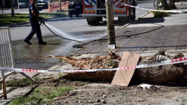 Tres jóvenes perdieron la vida en un accidente en el centro de Cipolletti. (Foto: Matías Subat)