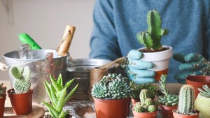 Jardinería: Qué son las suculentas y cómo se cuidan
