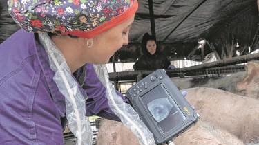 Entusiasmo. La doctora en ciencias veterinarias Melisa Tumini coordina el programa porcino.