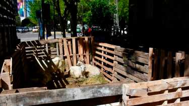 Un criancero de Añelo protesta frente a Casa de Gobierno de Neuquén. Foto:  Matías Subat.  