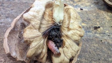 Carpocapsa: las larvas recién nacidas buscan rápidamente penetrar en los frutos, cavando una galería para llegar a las semillas.