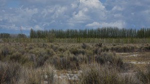 Diez años de retroceso frutícola: se perdieron casi 12.000 hectáreas en todo el Alto Valle