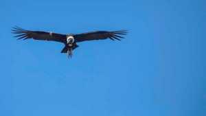 La liberación de tres cóndores que ya surcan el cielo de los Andes al mar