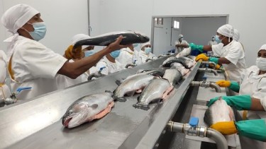 Habilitaron la planta de faena de truchas de Piedra del Águila para exportar a la Unión Europea