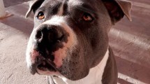 Imagen de Le robaron a su perro y lo buscan en el Alto Valle: ofrece $100.000 de recompensa
