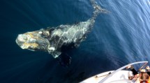 Imagen de En Puerto Madryn las ballenas se acercan a los turistas: así es esta excursión inolvidable