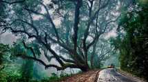 Imagen de Un bosque en el cielo: un paseo fascinante entre nubes y montañas