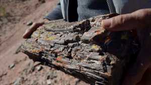 Reconocen al bosque petrificado que muestra cómo era el hogar de los dinos en Neuquén