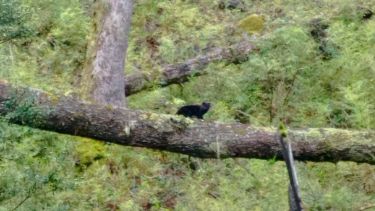 Registro extraordinario del felino más pequeño de América, en Neuquén: «Es difícil de observar»
