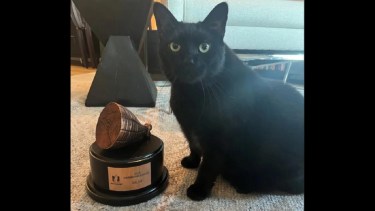 Hambone Award: el curioso premio que celebra las travesuras de las mascotas