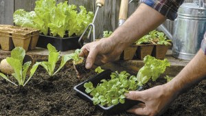 Se viene una nueva edición de Feria de la Agricultura Urbana en Neuquén capital