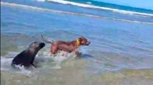 Imagen de Video: así fue a rescatar Maxi al lobito marino atacado por el pitbull en Las Grutas