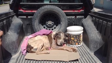 Maltrato animal: rescataron a un perro en estado de abandono y "agusanado" en Regina. Foto: Facebook