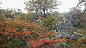 Un árbol que crece en la Patagonia: sus hojas superan al mate y al té verde en cantidad de antioxidantes