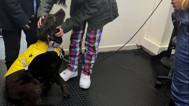 Aretha, la perra de raza labrador que acompañó a dos niñas antes, durante y después del proceso judicial. Foto: gentileza Agustina Cuneo.
