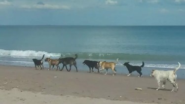 Los perros son un problema en las playas de Las Grutas